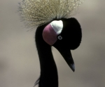 crowned-crane-senegal-1983-a