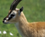 antilopes-tanzania-2003-a