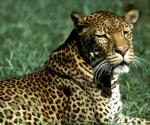 leopard-tanzania-2003-sc-001a