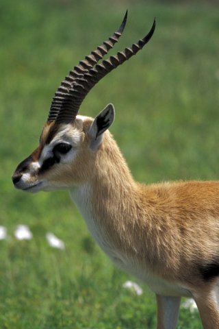 antilopes-tanzania-2003-a