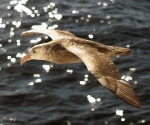 1-albatros
