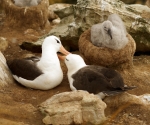 2-albatros