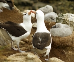 3-albatros
