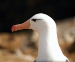 4-albatros
