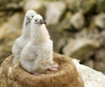 5-albatros