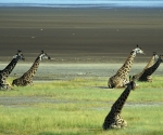 giraffe-tanzania-2005-a