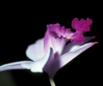 orchid-1988-sc-002