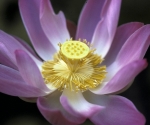 water-lily-1988-sc-001