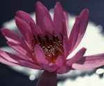 water-lily-kandy-1983-sc-001
